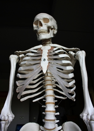 mr  bones - educational modelの写真素材