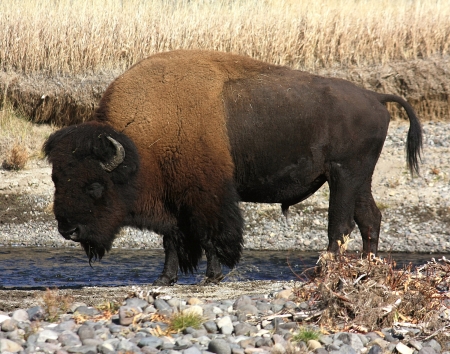 bison close up - yellowstone national park