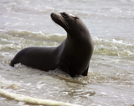 sea lion playing in the surfの写真素材