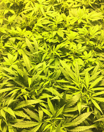 legal marijuana crop in coloradoの写真素材