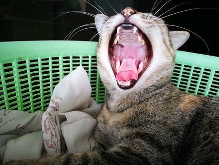yawnの写真素材