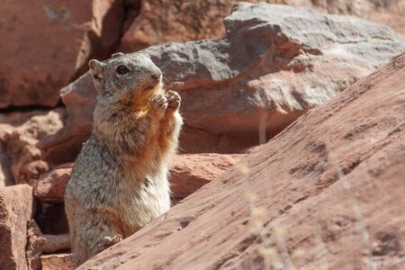 chewing chipmunk on a rockの写真素材