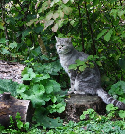Baobao was on daily walk.の写真素材