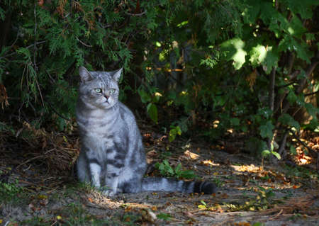 Baobao was on daily walk.の写真素材