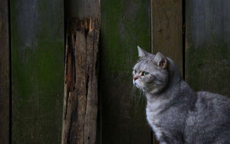 Baobao keeps watching when going out.の写真素材
