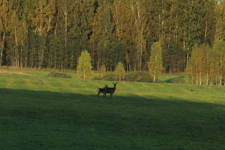 Deer in autumn.の写真素材
