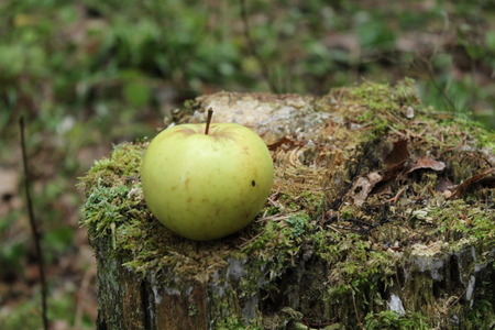 A green apple on a stump covered with moss, against a background of green forestの写真素材