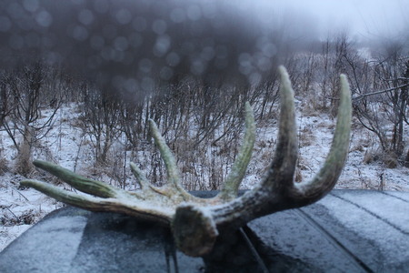 Big elk horn, found in the forest at the beginning of winterの写真素材