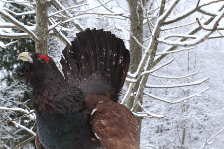 A wood grouse singing in a snow-covered forest, in the beginning of spring.の写真素材