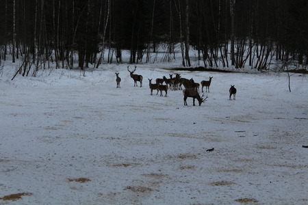 A large herd of wild reindeer on the European forage area in the winter.の写真素材
