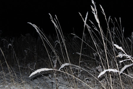Dry grass on the field, covered with snow at night with artificial lighting.の写真素材
