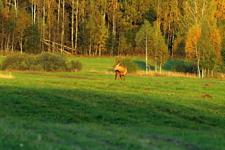 European red deer in autumn on the field during the mating season. A male with large horns.の写真素材