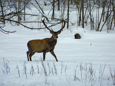 European noble deer in the wild, in the snow-covered forest in search of food, at the end of winterの写真素材