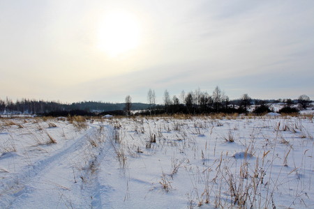 Winter frosty morning. Grass, trees, snow, sunrise.の写真素材