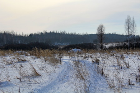 Winter frosty morning. Grass, trees, snow, sunrise.の写真素材