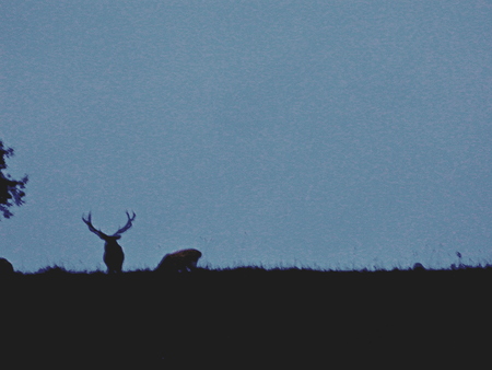 Male European noble deer with horns in autumn in the wild, during the mating season.の写真素材