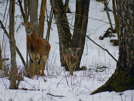 A female with a European Mouflon cub in a snow-covered forest in early spring.の写真素材