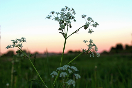 Plant with white flowers, against the background of the night, moon sky, in the pre-dawn fog, with artificial lighting.の写真素材