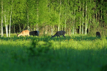 Noble European deer in a forest glade in early summer.の写真素材