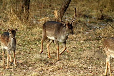 European fallow deer (lat. Dama dama) during the breeding season, in mid-autumn. Great illustration of wildlife.の写真素材