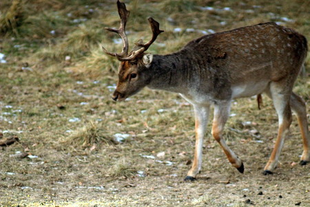 European fallow deer (lat. Dama dama) during the breeding season, in mid-autumn. Great illustration of wildlife.の写真素材