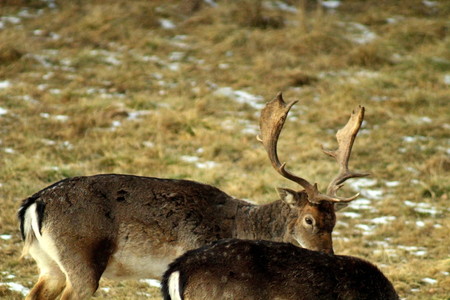 European fallow deer (lat. Dama dama) during the breeding season, in mid-autumn. Great illustration of wildlife.の写真素材