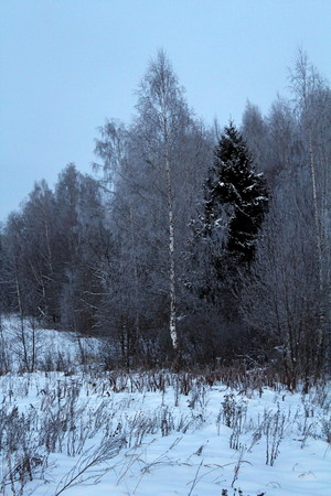 covered with frost in winter, frosty, clear day. great illustration of wildlifeの写真素材