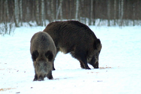 Aggressive wild boar defending the forest glade. The unique image of hunting animals.の写真素材