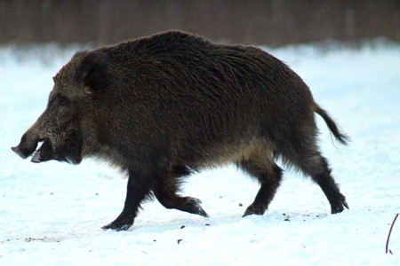 Aggressive wild boar defending the forest glade. The unique image of hunting animals.の写真素材