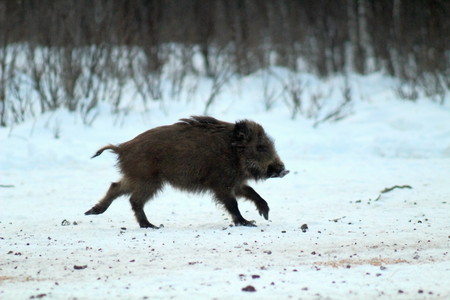 Aggressive wild boar defending the forest glade. The unique image of hunting animals.の写真素材