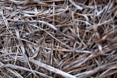 The pressed dry, last year's grass.の写真素材