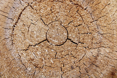 As a result of industrial harvesting of wood.の写真素材