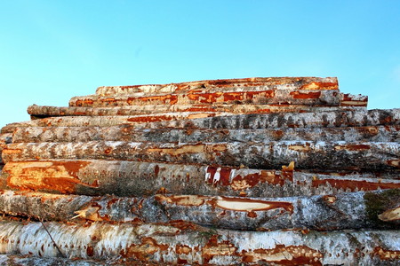 A large pile of trees, as a result of industrial logging.の写真素材