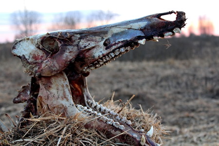 Wild boarの写真素材