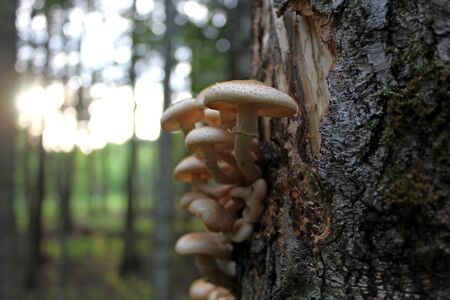 edible mushrooms in a forest glade in the middle of summer, in the rays of the setting sun. Unique...
