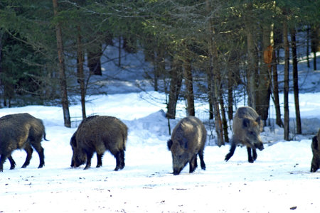 Wild boars (Sus scrofa) in a forest clearing on a sunny winter day. Females, young male and little pigletsの写真素材