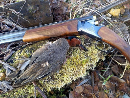 Spring trophy hunter. Male wild duck caught during spring hunting for game birdsの写真素材