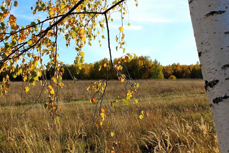 Trees, shrubs and coastal vegetation on the shore of a picturesque lake in multi-colored autumn colors. unique image of wildlifeの写真素材