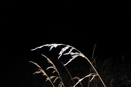 coming from darkness. Silhouettes of military vehicles moving at night across a field with dry last year's vegetationの写真素材