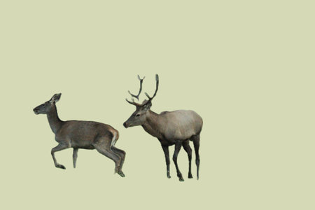 Deer isolated on a green background with copy space for text.の写真素材