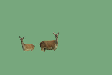 deers isolated on a green background with copy space for your textの写真素材