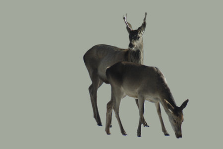 Two young deers on a gray background. The concept of wild animals.の写真素材