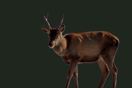 Beautiful red deer isolated on a dark green background with copy spaceの写真素材