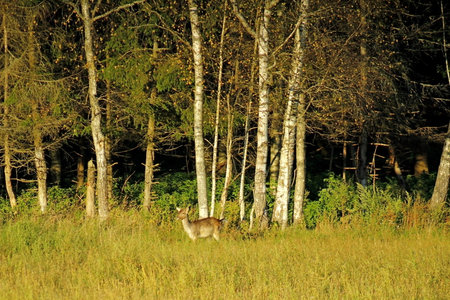 White-tailed deer in a meadow in the forest in summerの写真素材