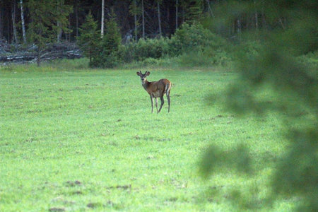 Mule Deer, Cervus elaphus, single mammal on grass, Finlandの写真素材