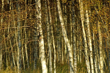 birch forest in autumn, birch forest in autumn, birch forest in autumnの写真素材