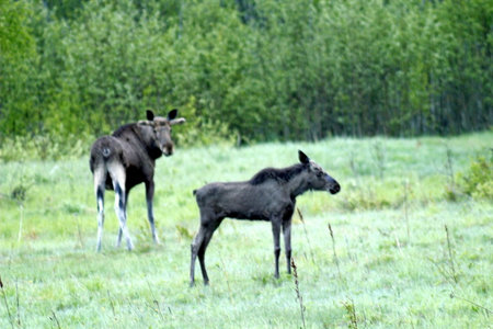 Moose and calf on the meadow in summer, Sweden.の写真素材