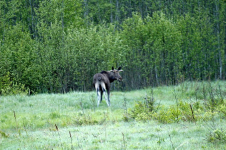 Moose in the forest. Wildlife scene from nature. Wild animal in natural habitat.の写真素材