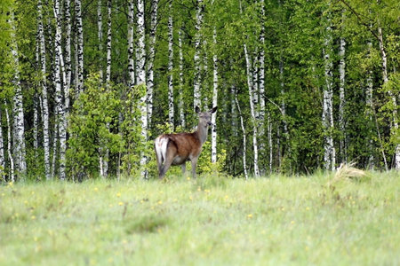 Beautiful deer in the wild in a forest clearing in early summer. Unique image of animals in their natural habitatの写真素材