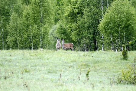Wild deer in a meadow in the forest.の写真素材